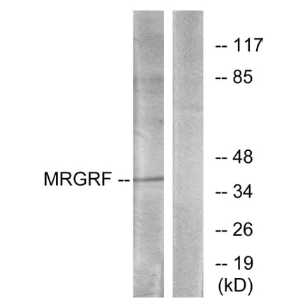 Western Blot - Anti-MRGRF Antibody (G392) - Antibodies.com
