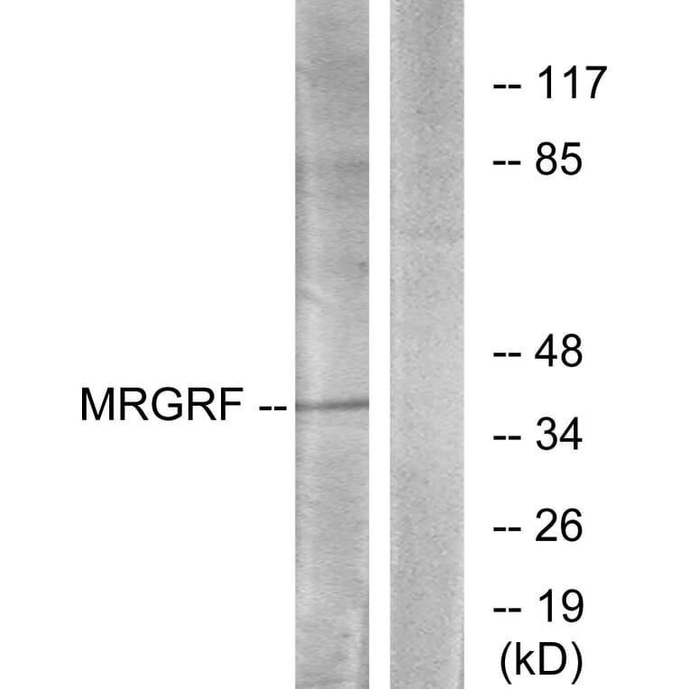 Western Blot - Anti-MRGRF Antibody (G392) - Antibodies.com