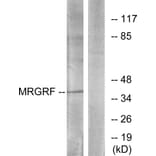 Western Blot - Anti-MRGRF Antibody (G392) - Antibodies.com