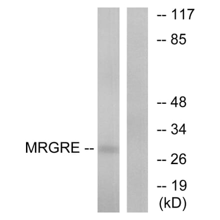 Western Blot - Anti-MRGRE Antibody (G391) - Antibodies.com