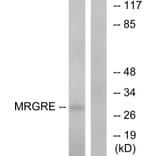 Western Blot - Anti-MRGRE Antibody (G391) - Antibodies.com