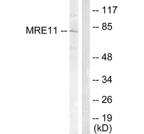 Western Blot - Anti-MRE11 Antibody (B1217) - Antibodies.com