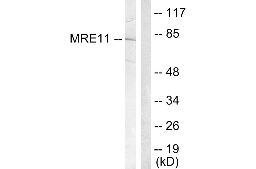 Western Blot - Anti-MRE11 Antibody (B1217) - Antibodies.com