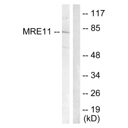 Western Blot - Anti-MRE11 Antibody (B1217) - Antibodies.com