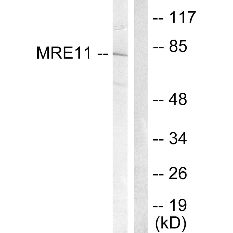 Western Blot - Anti-MRE11 Antibody (B1217) - Antibodies.com