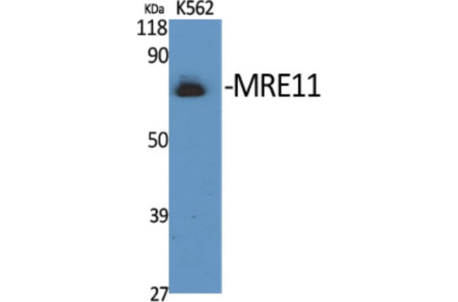 Western Blot - Anti-MRE11 Antibody (B1217) - Antibodies.com