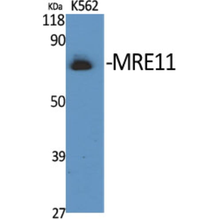 Western Blot - Anti-MRE11 Antibody (B1217) - Antibodies.com