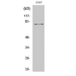 Western Blot - Anti-MRE11 Antibody (B1217) - Antibodies.com