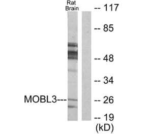 Western Blot - Anti-MOBL3 Antibody (C11946) - Antibodies.com