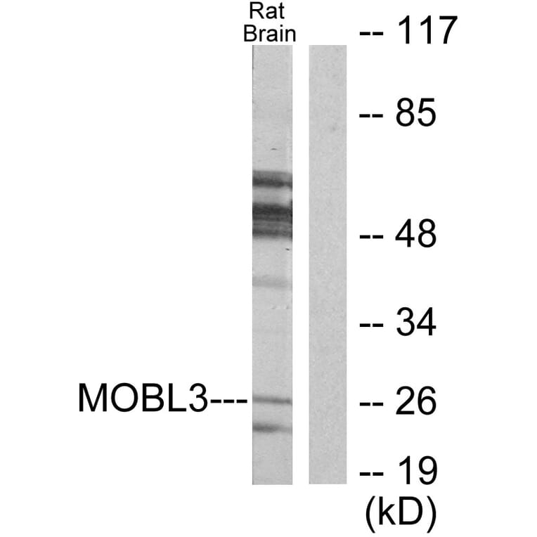 Western Blot - Anti-MOBL3 Antibody (C11946) - Antibodies.com
