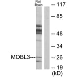 Western Blot - Anti-MOBL3 Antibody (C11946) - Antibodies.com