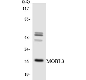 Western Blot - Anti-MOBL3 Antibody (R12-3025) - Antibodies.com
