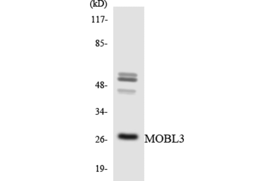 Western Blot - Anti-MOBL3 Antibody (R12-3025) - Antibodies.com