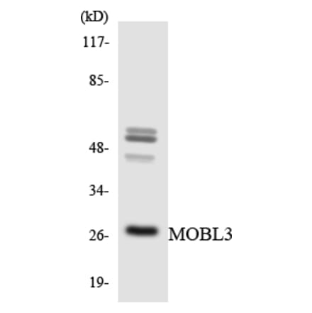 Western Blot - Anti-MOBL3 Antibody (R12-3025) - Antibodies.com