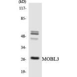 Western Blot - Anti-MOBL3 Antibody (R12-3025) - Antibodies.com