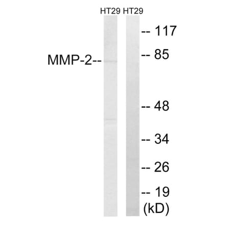 Western Blot - Anti-MMP-2 Antibody (C0270) - Antibodies.com