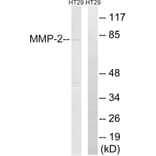 Western Blot - Anti-MMP-2 Antibody (C0270) - Antibodies.com