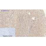 Immunohistochemistry - Anti-MMP-2 Antibody (C0270) - Antibodies.com