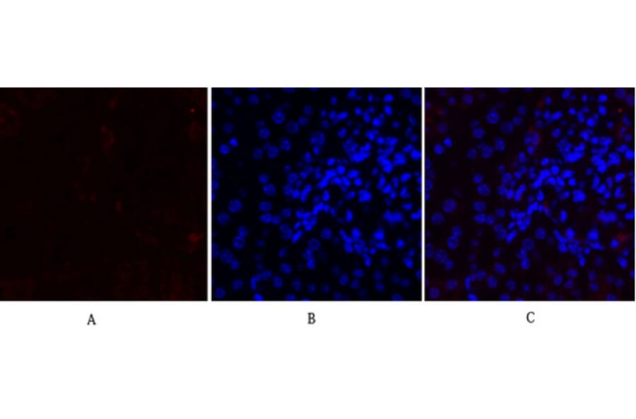 Immunofluorescence - Anti-MMP-2 Antibody (C0270) - Antibodies.com