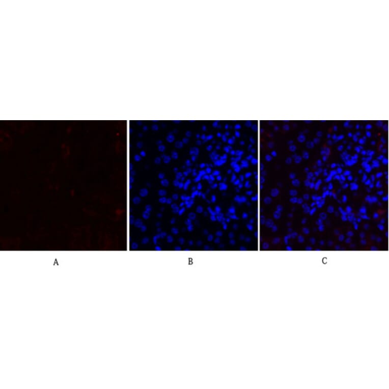Immunofluorescence - Anti-MMP-2 Antibody (C0270) - Antibodies.com