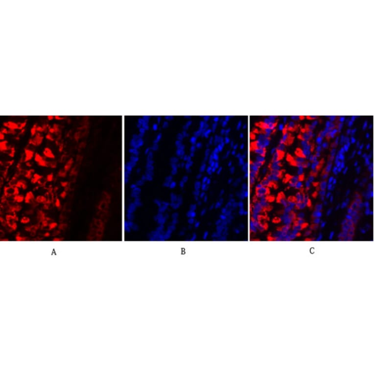 Immunofluorescence - Anti-MMP-2 Antibody (C0270) - Antibodies.com