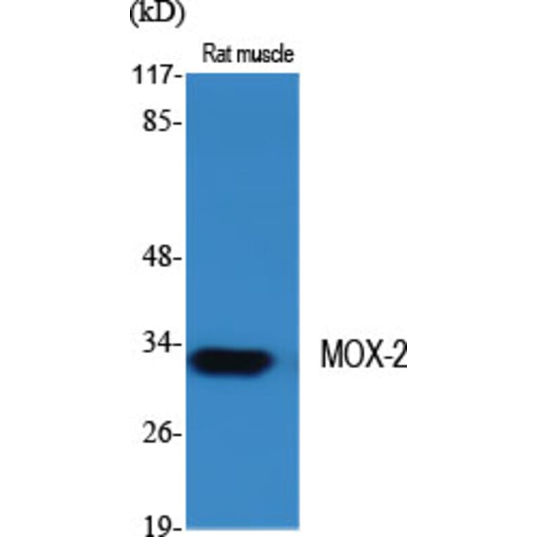 Western Blot - Anti-MEOX2 Antibody (C10662) - Antibodies.com