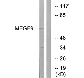 Western Blot - Anti-MEGF9 Antibody (C16732) - Antibodies.com