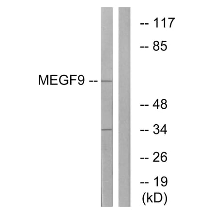 Western Blot - Anti-MEGF9 Antibody (C16732) - Antibodies.com