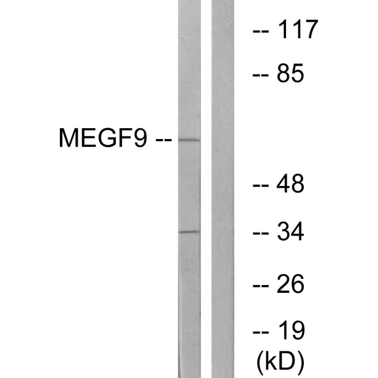 Western Blot - Anti-MEGF9 Antibody (C16732) - Antibodies.com