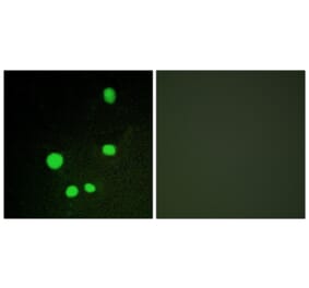 Immunofluorescence - Anti-MED14 Antibody (C10125) - Antibodies.com