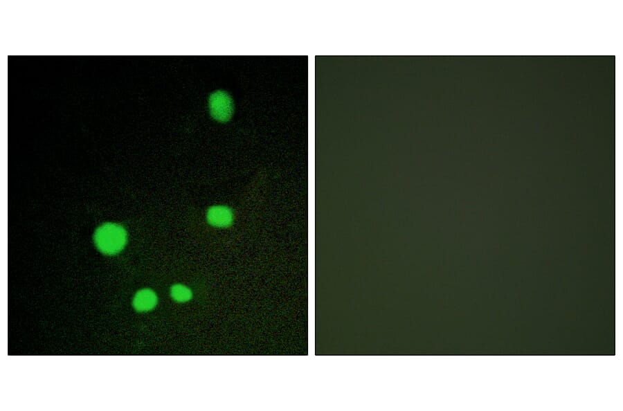 Immunofluorescence - Anti-MED14 Antibody (C10125) - Antibodies.com