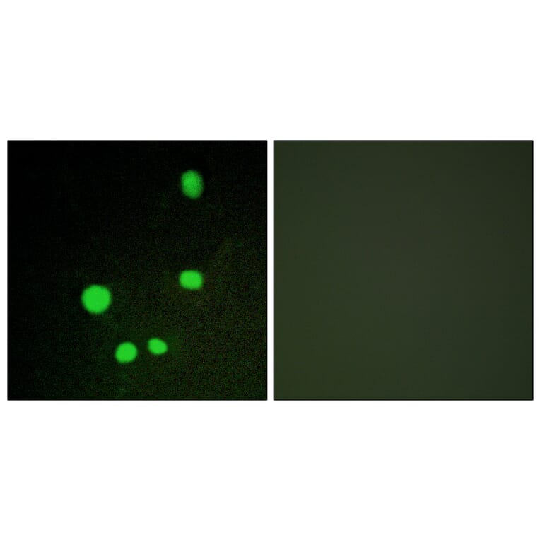 Immunofluorescence - Anti-MED14 Antibody (C10125) - Antibodies.com