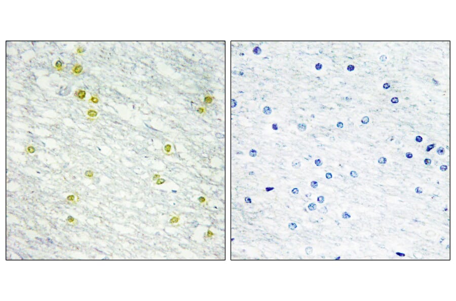 Immunohistochemistry - Anti-MED14 Antibody (C10125) - Antibodies.com