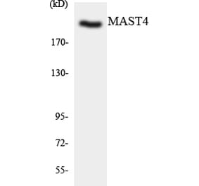 Western Blot - Anti-MAST4 Antibody (R12-3001) - Antibodies.com