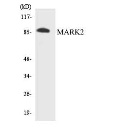 Western Blot - Anti-MARK2 Antibody (R12-2997) - Antibodies.com
