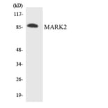 Western Blot - Anti-MARK2 Antibody (R12-2997) - Antibodies.com