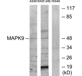 Western Blot - Anti-MAPK9 Antibody (C12684) - Antibodies.com