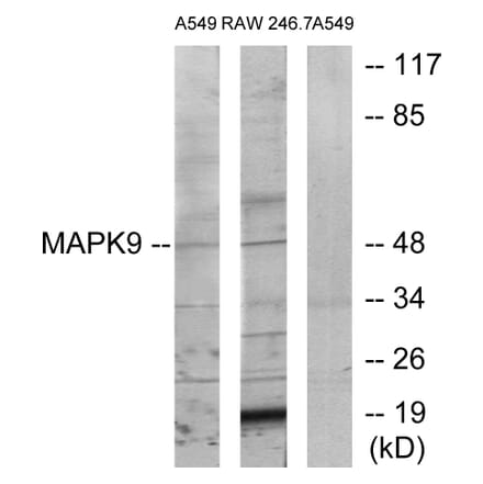 Western Blot - Anti-MAPK9 Antibody (C12684) - Antibodies.com