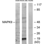 Western Blot - Anti-MAPK9 Antibody (C12684) - Antibodies.com