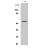 Western Blot - Anti-MAPK9 Antibody (C12684) - Antibodies.com