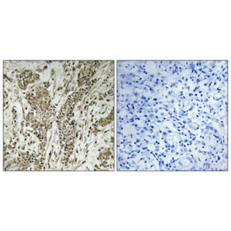 Immunohistochemistry - Anti-MAGI2 Antibody (C11278) - Antibodies.com