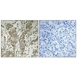 Immunohistochemistry - Anti-MAGI2 Antibody (C11278) - Antibodies.com