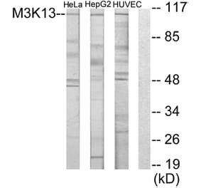 Western Blot - Anti-M3K13 Antibody (C10092) - Antibodies.com