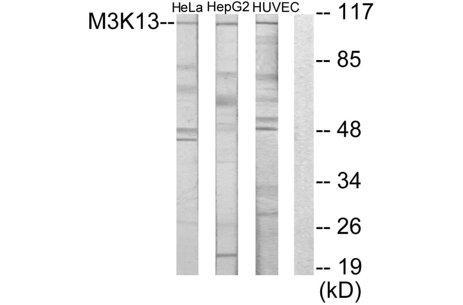 Western Blot - Anti-M3K13 Antibody (C10092) - Antibodies.com