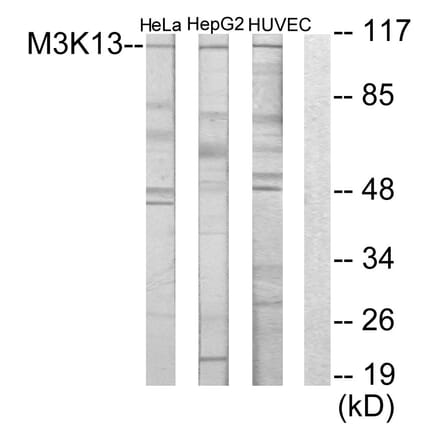 Western Blot - Anti-M3K13 Antibody (C10092) - Antibodies.com