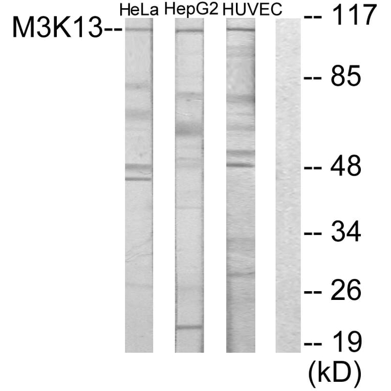 Western Blot - Anti-M3K13 Antibody (C10092) - Antibodies.com