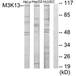 Western Blot - Anti-M3K13 Antibody (C10092) - Antibodies.com