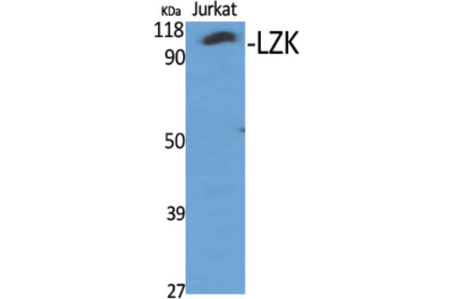 Western Blot - Anti-M3K13 Antibody (C10092) - Antibodies.com