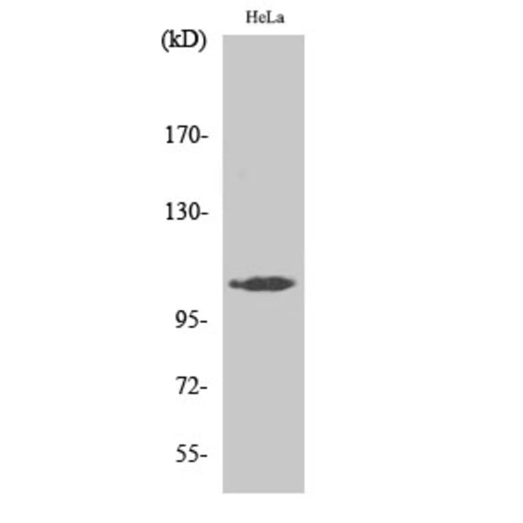 Western Blot - Anti-M3K13 Antibody (C10092) - Antibodies.com