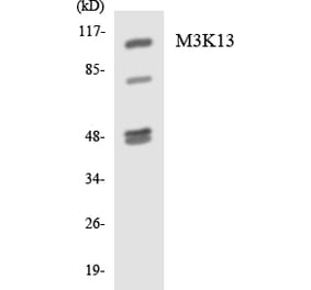 Western Blot - Anti-M3K13 Antibody (R12-2982) - Antibodies.com